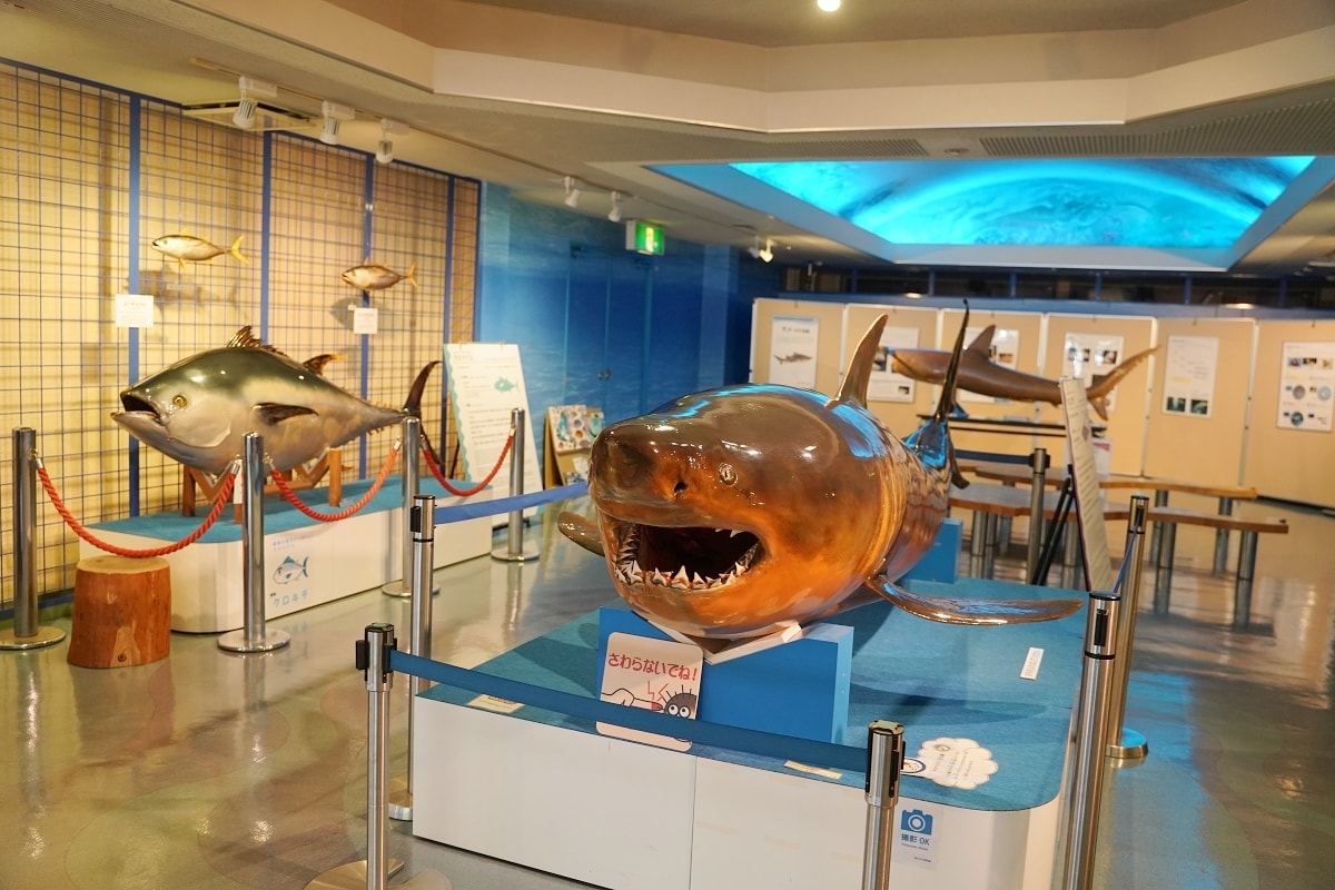 【境港室內景點推薦】一座沒有水的水族館 700種4000件海洋生物標本 海とくらしの史料館 - 第5張圖 【境港室內景點推薦】一座沒有水的水族館 700種4000件海洋生物標本 海とくらしの史料館