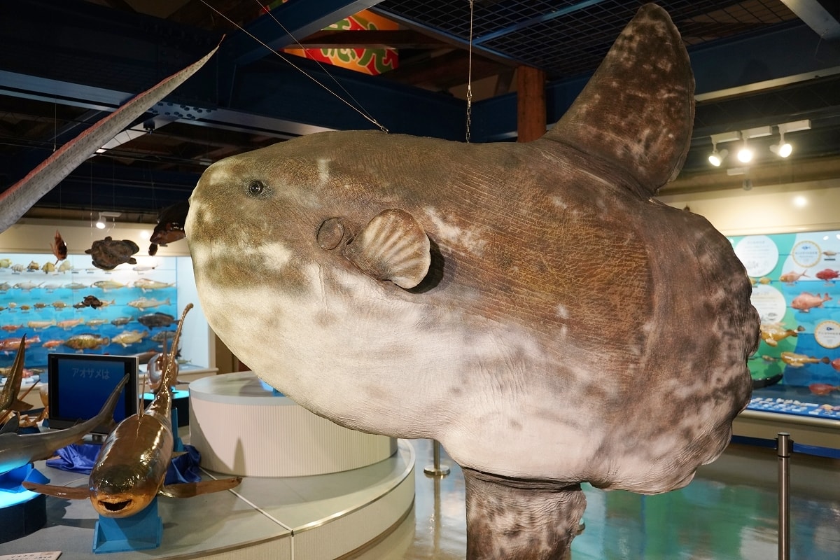 【境港室內景點推薦】一座沒有水的水族館 700種4000件海洋生物標本 海とくらしの史料館 - 第7張圖 【境港室內景點推薦】一座沒有水的水族館 700種4000件海洋生物標本 海とくらしの史料館