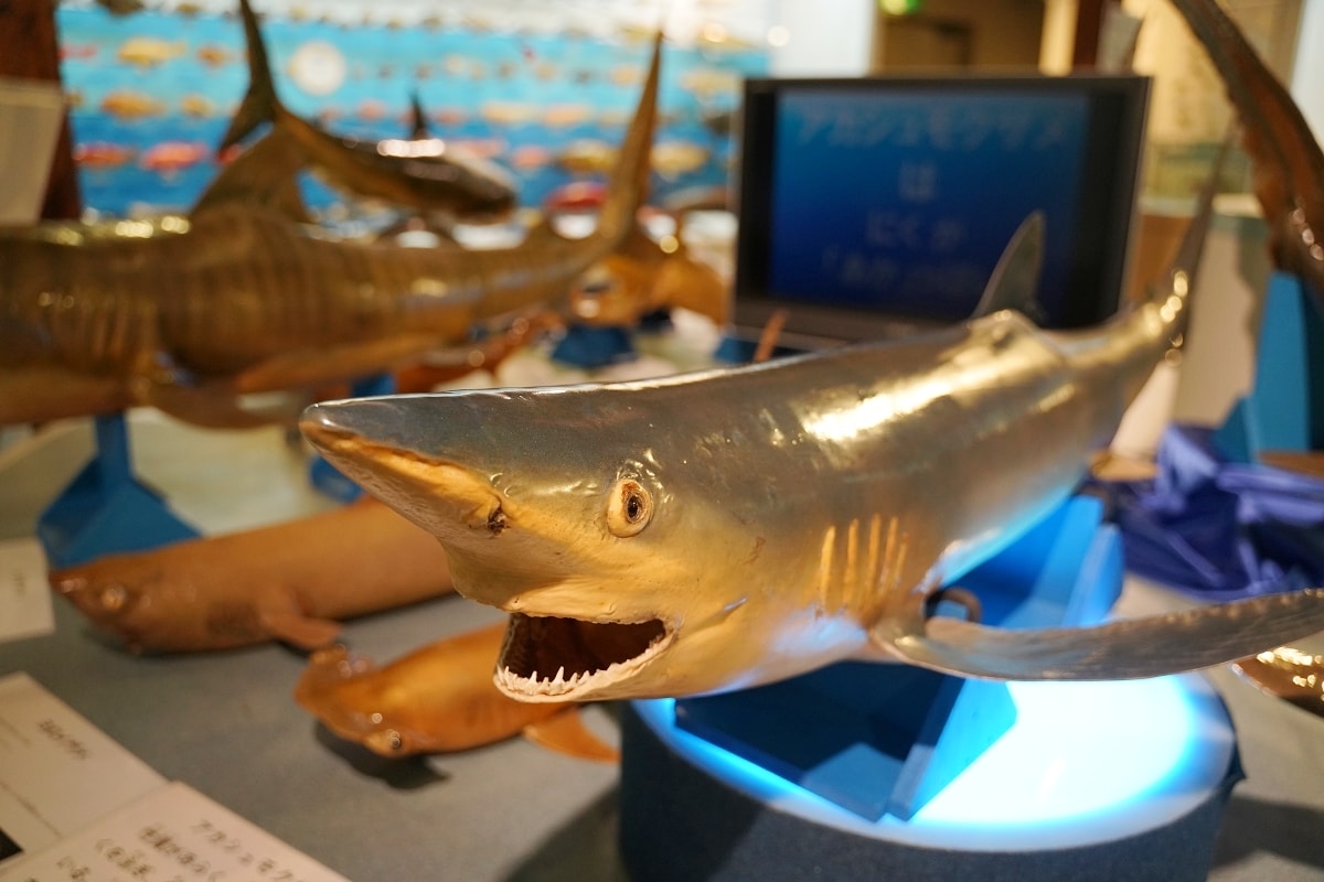 【境港室內景點推薦】一座沒有水的水族館 700種4000件海洋生物標本 海とくらしの史料館 - 第8張圖 【境港室內景點推薦】一座沒有水的水族館 700種4000件海洋生物標本 海とくらしの史料館