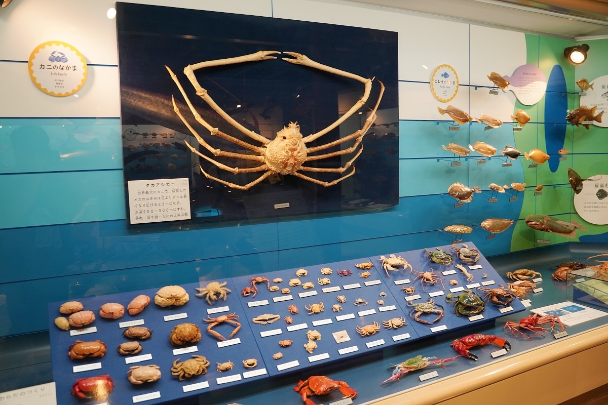 【境港室內景點推薦】一座沒有水的水族館 700種4000件海洋生物標本 海とくらしの史料館 - 第9張圖 【境港室內景點推薦】一座沒有水的水族館 700種4000件海洋生物標本 海とくらしの史料館