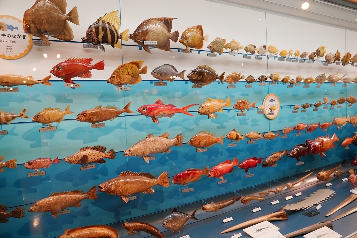 【境港室內景點推薦】一座沒有水的水族館 700種4000件海洋生物標本 海とくらしの史料館 - 第10張圖 【境港室內景點推薦】一座沒有水的水族館 700種4000件海洋生物標本 海とくらしの史料館
