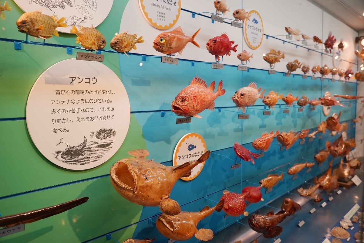 【境港室內景點推薦】一座沒有水的水族館 700種4000件海洋生物標本 海とくらしの史料館 - 第11張圖 【境港室內景點推薦】一座沒有水的水族館 700種4000件海洋生物標本 海とくらしの史料館