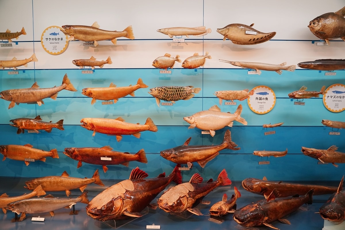 【境港室內景點推薦】一座沒有水的水族館 700種4000件海洋生物標本 海とくらしの史料館 - 第14張圖 【境港室內景點推薦】一座沒有水的水族館 700種4000件海洋生物標本 海とくらしの史料館