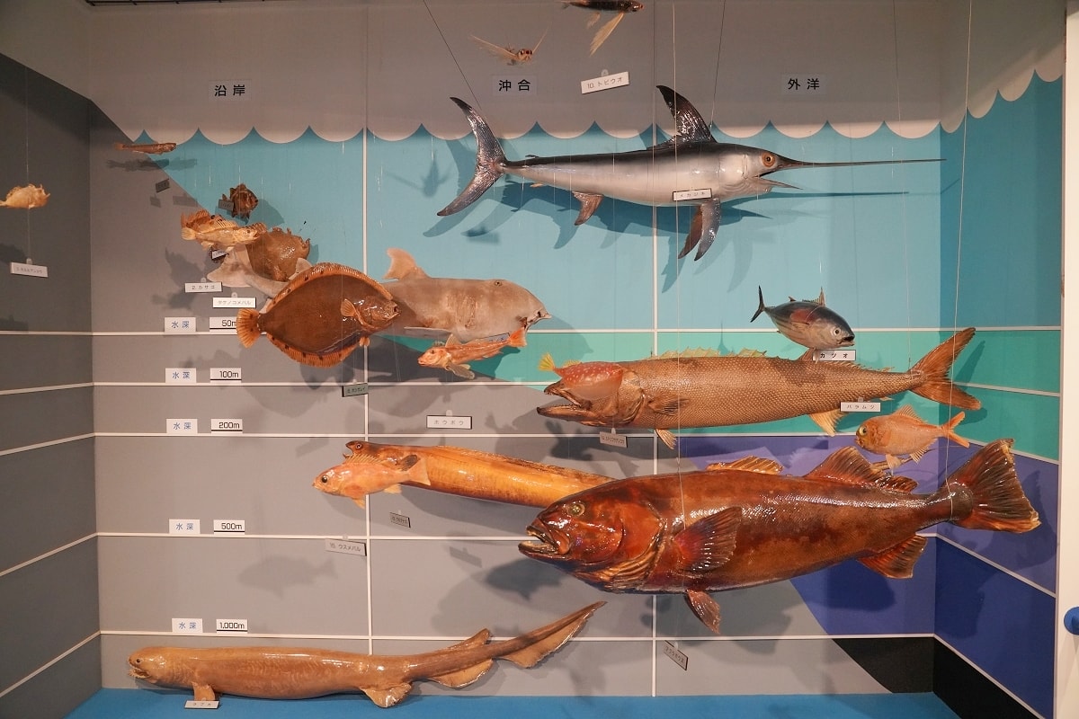 【境港室內景點推薦】一座沒有水的水族館 700種4000件海洋生物標本 海とくらしの史料館 - 第15張圖 【境港室內景點推薦】一座沒有水的水族館 700種4000件海洋生物標本 海とくらしの史料館