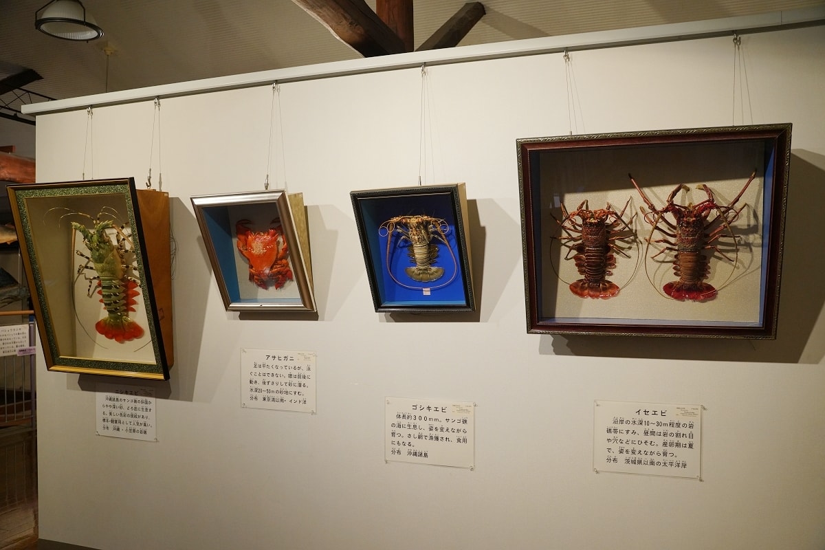 【境港室內景點推薦】一座沒有水的水族館 700種4000件海洋生物標本 海とくらしの史料館 - 第16張圖 【境港室內景點推薦】一座沒有水的水族館 700種4000件海洋生物標本 海とくらしの史料館