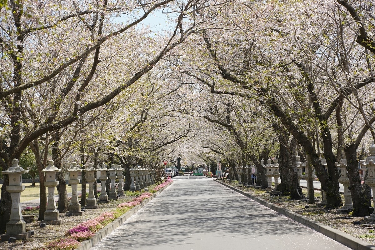 【知覽和平公園】麗星郵輪探索星號鹿兒島賞櫻趣 600棵染井吉野櫻 網美景點櫻花隧道美不勝收