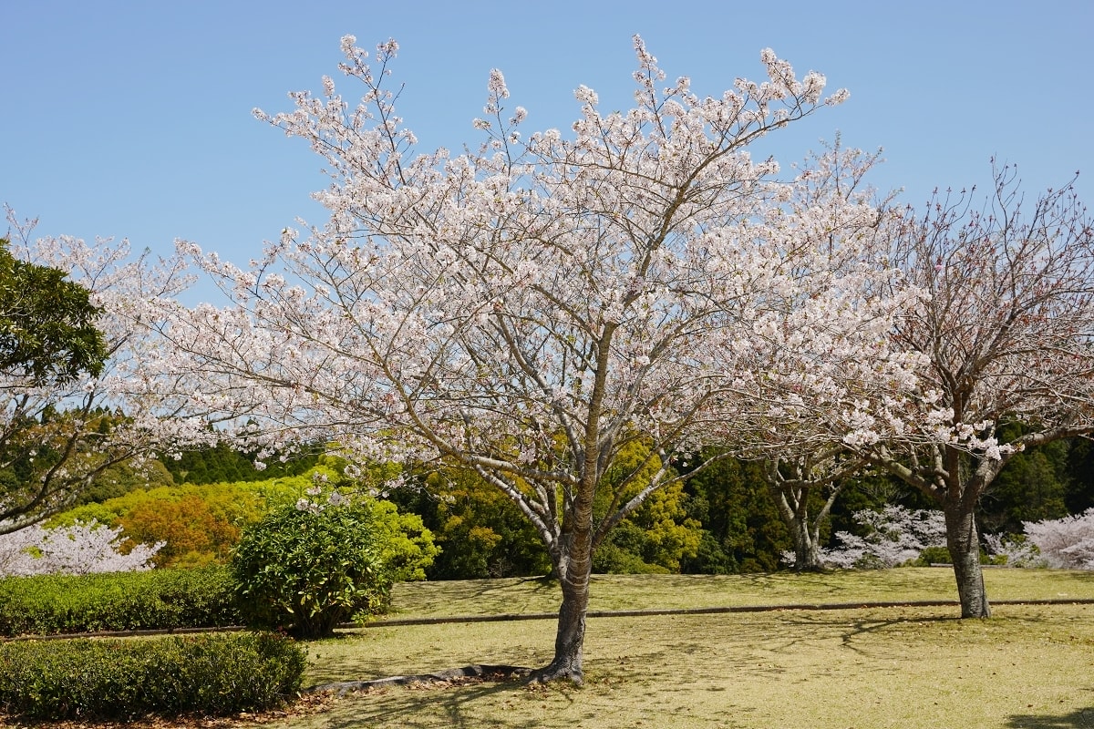【知覽和平公園】麗星郵輪探索星號鹿兒島賞櫻趣 600棵染井吉野櫻 網美景點櫻花隧道美不勝收