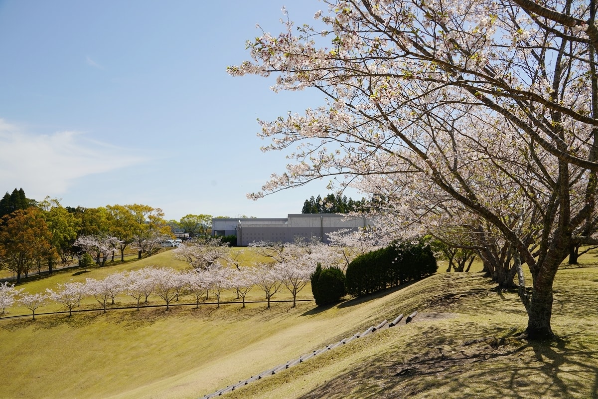 【知覽和平公園】麗星郵輪探索星號鹿兒島賞櫻趣 600棵染井吉野櫻 網美景點櫻花隧道美不勝收