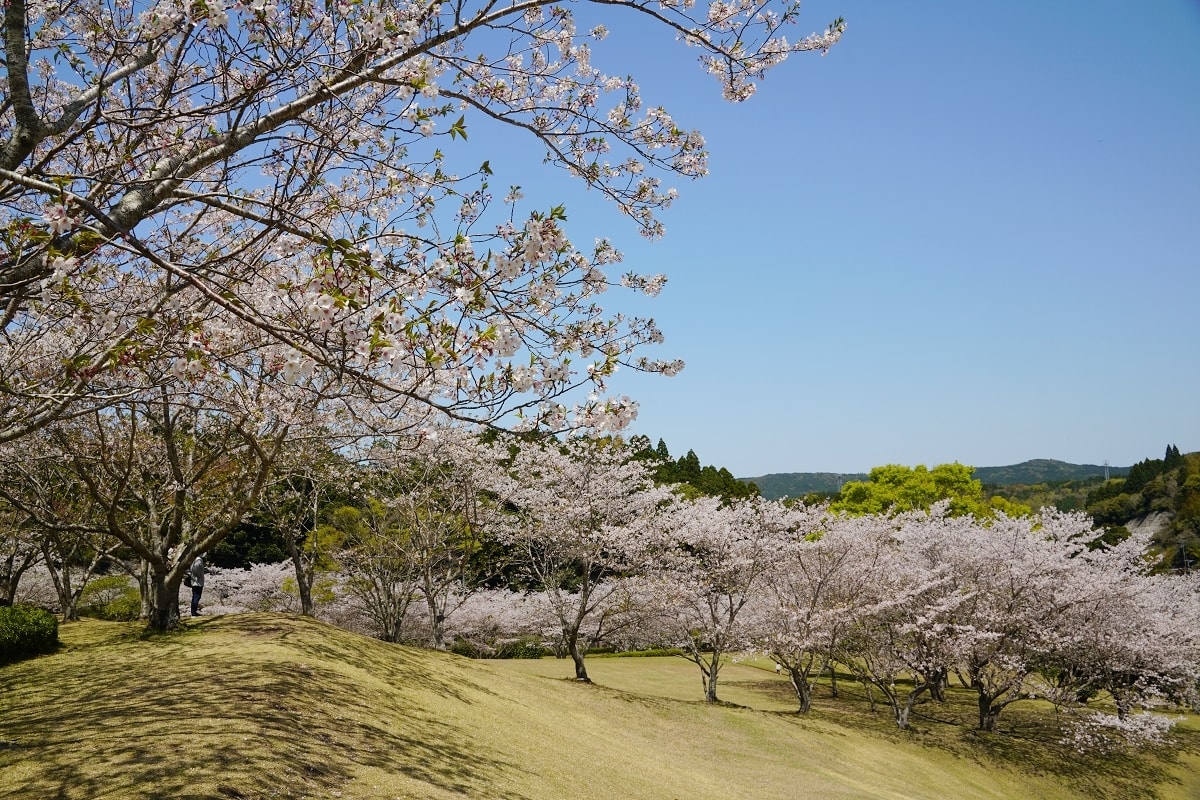 【知覽和平公園】麗星郵輪探索星號鹿兒島賞櫻趣 600棵染井吉野櫻 網美景點櫻花隧道美不勝收