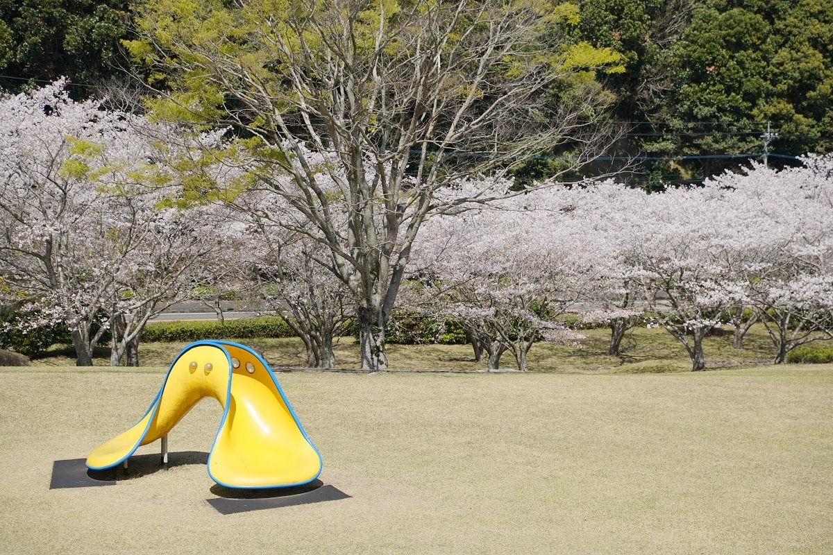 【知覽和平公園】麗星郵輪探索星號鹿兒島賞櫻趣 600棵染井吉野櫻 網美景點櫻花隧道美不勝收