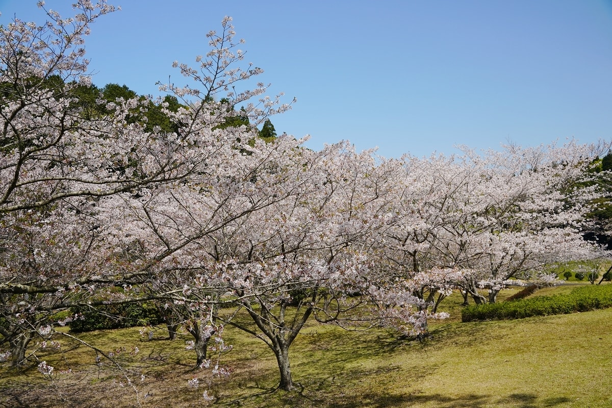 【知覽和平公園】麗星郵輪探索星號鹿兒島賞櫻趣 600棵染井吉野櫻 網美景點櫻花隧道美不勝收