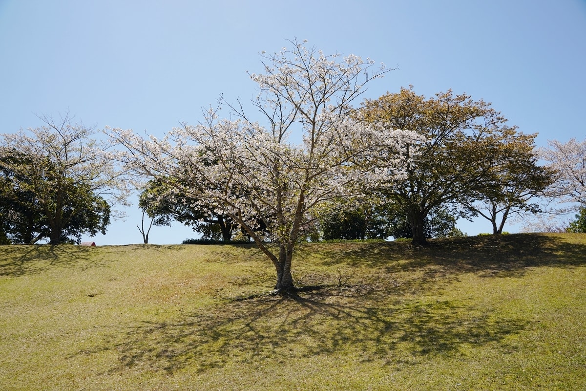 【知覽和平公園】麗星郵輪探索星號鹿兒島賞櫻趣 600棵染井吉野櫻 網美景點櫻花隧道美不勝收