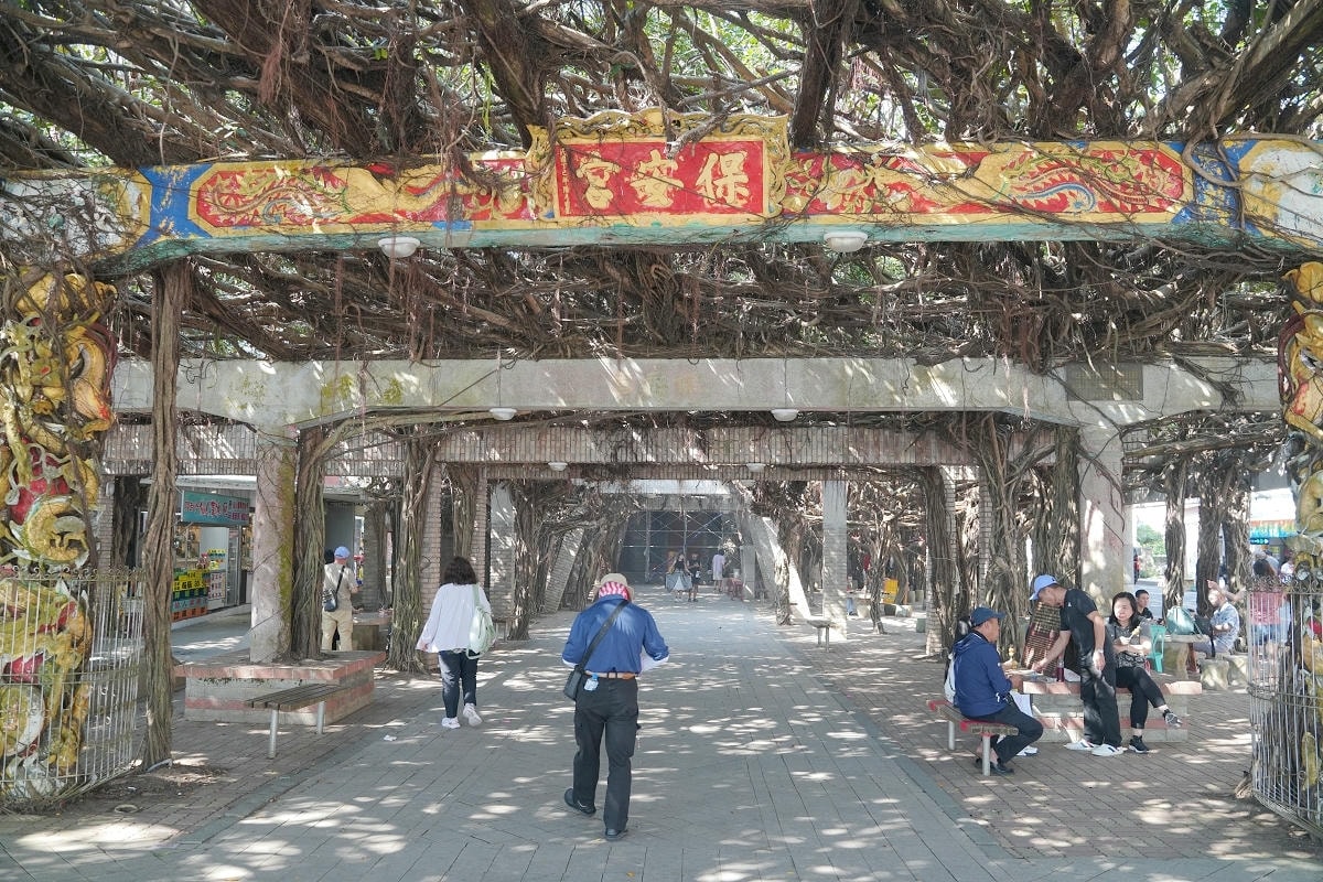 【通樑古榕】澎湖免費景點好選擇 樹齡三百多年老榕樹 澎湖綠蔭最大神木 鄰近澎湖跨海大橋