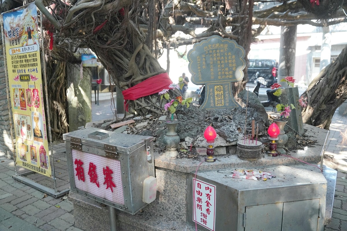 【通樑古榕】澎湖免費景點好選擇 樹齡三百多年老榕樹 澎湖綠蔭最大神木 鄰近澎湖跨海大橋