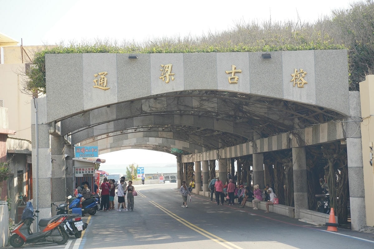 【通樑古榕】澎湖免費景點好選擇 樹齡三百多年老榕樹 澎湖綠蔭最大神木 鄰近澎湖跨海大橋