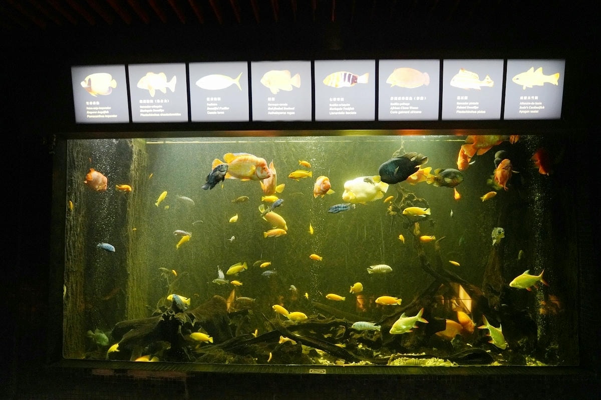 【海事博物館】澳門免費景點推薦 創立於1987年海事航海主題博物館 澳門親子景點免費水族館