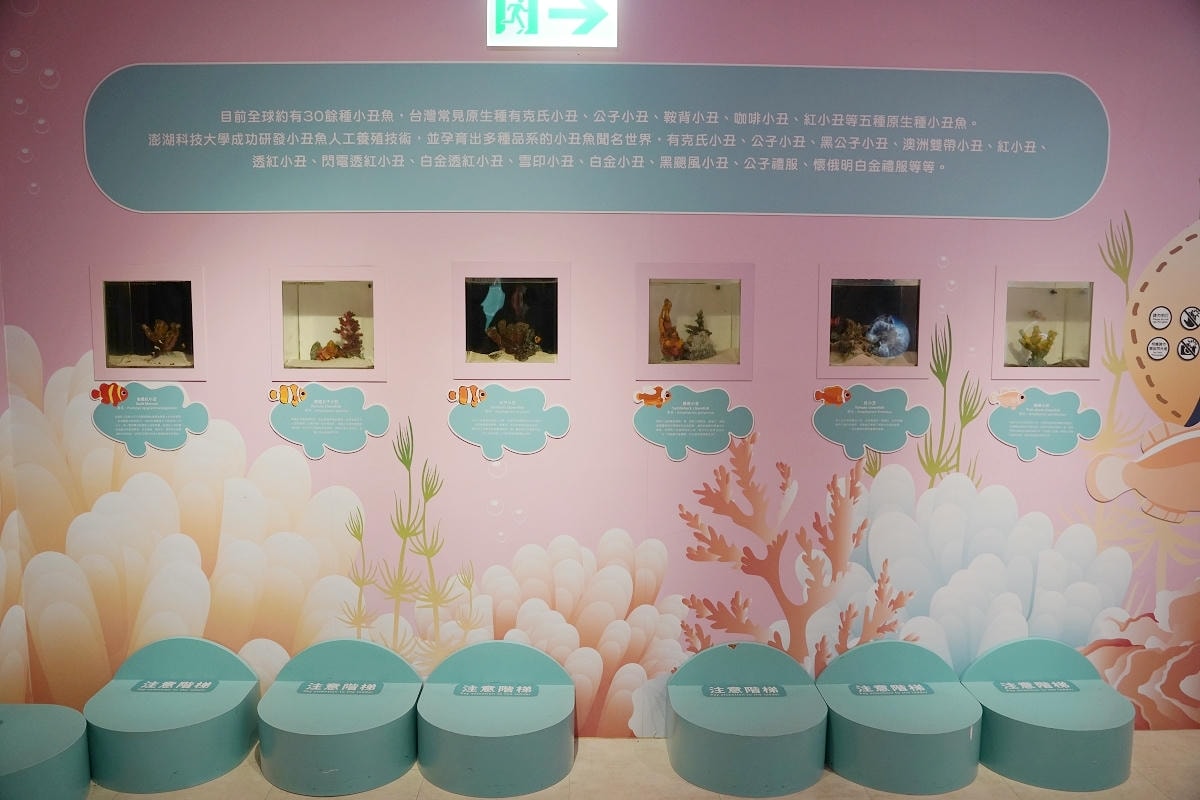【澎湖康倪海洋生技丑丑館】澎湖免費網美景點 超可愛小丑魚海洋世界 免費兒童遊戲區