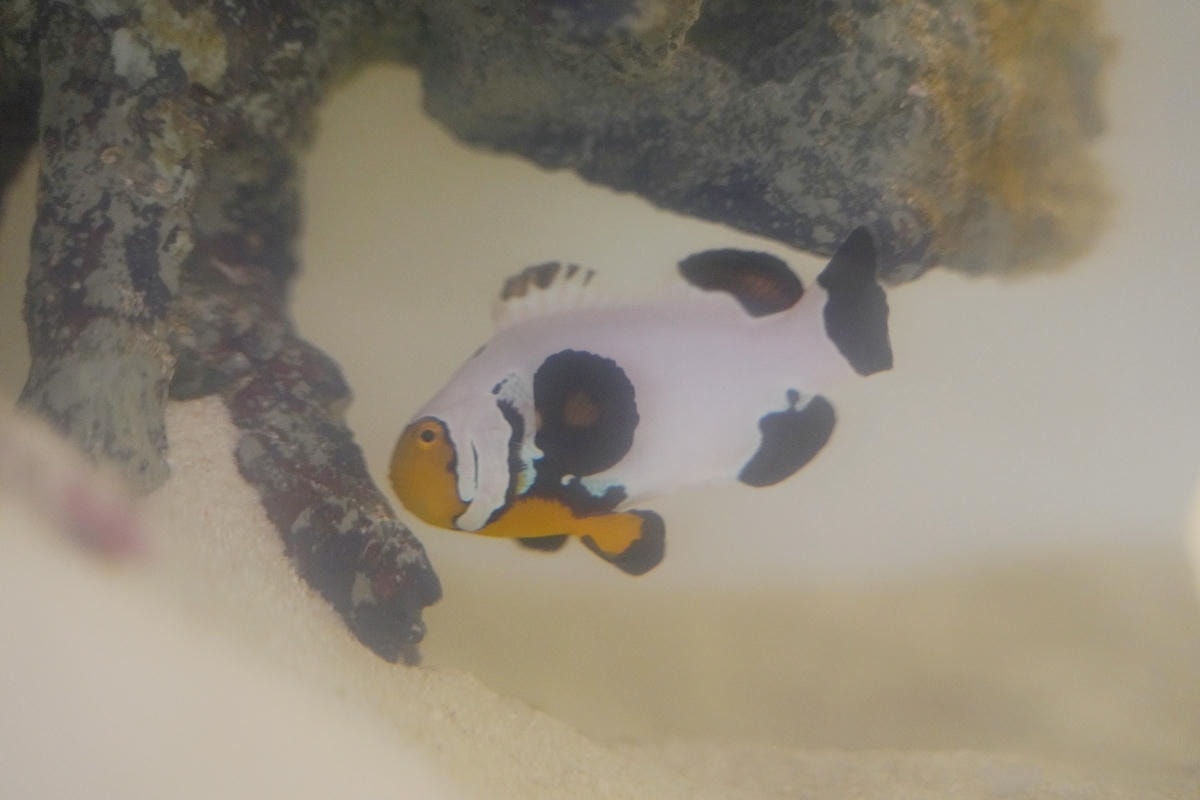 【澎湖康倪海洋生技丑丑館】澎湖免費網美景點 超可愛小丑魚海洋世界 免費兒童遊戲區