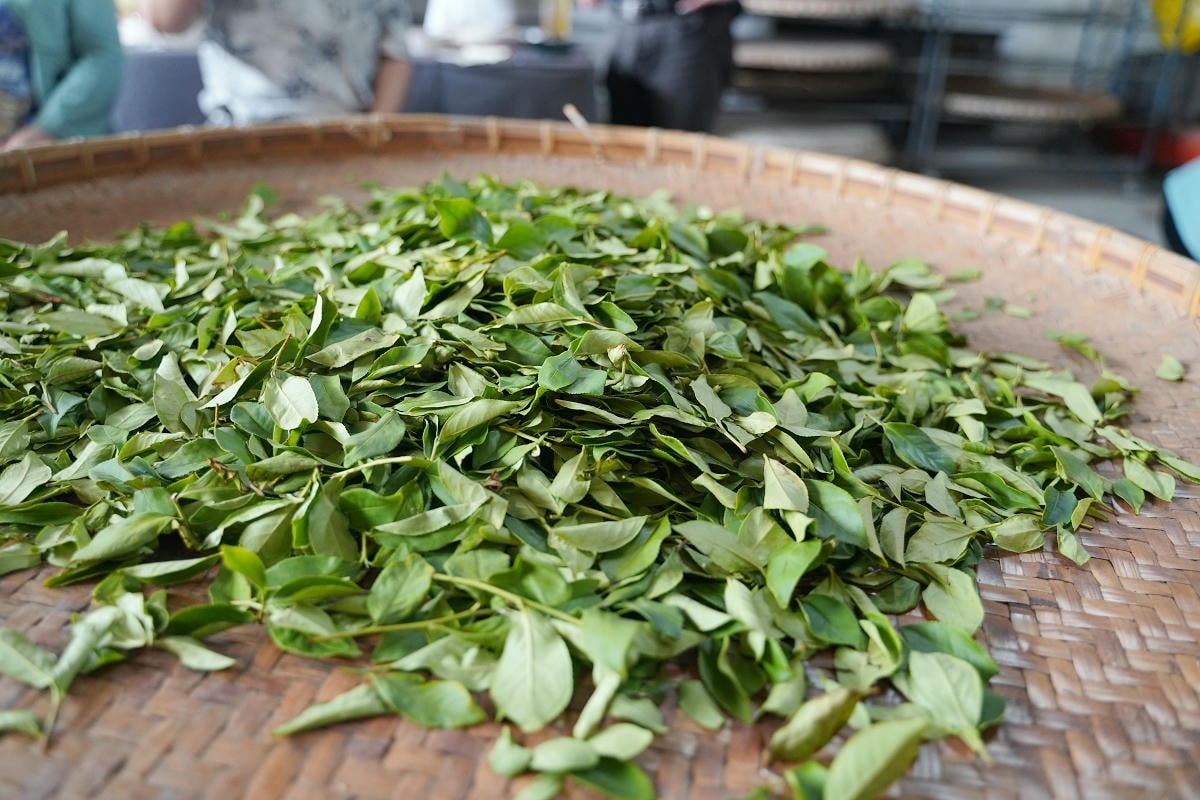 【憨慢茶來旺茶業】南投鹿谷手作DIY體驗課程 手作茶菓子/點茶茶席/手揉紅茶/茶餐餐盒體驗
