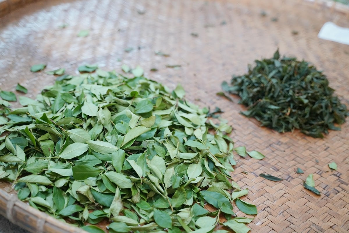 【憨慢茶來旺茶業】南投鹿谷手作DIY體驗課程 手作茶菓子/點茶茶席/手揉紅茶/茶餐餐盒體驗