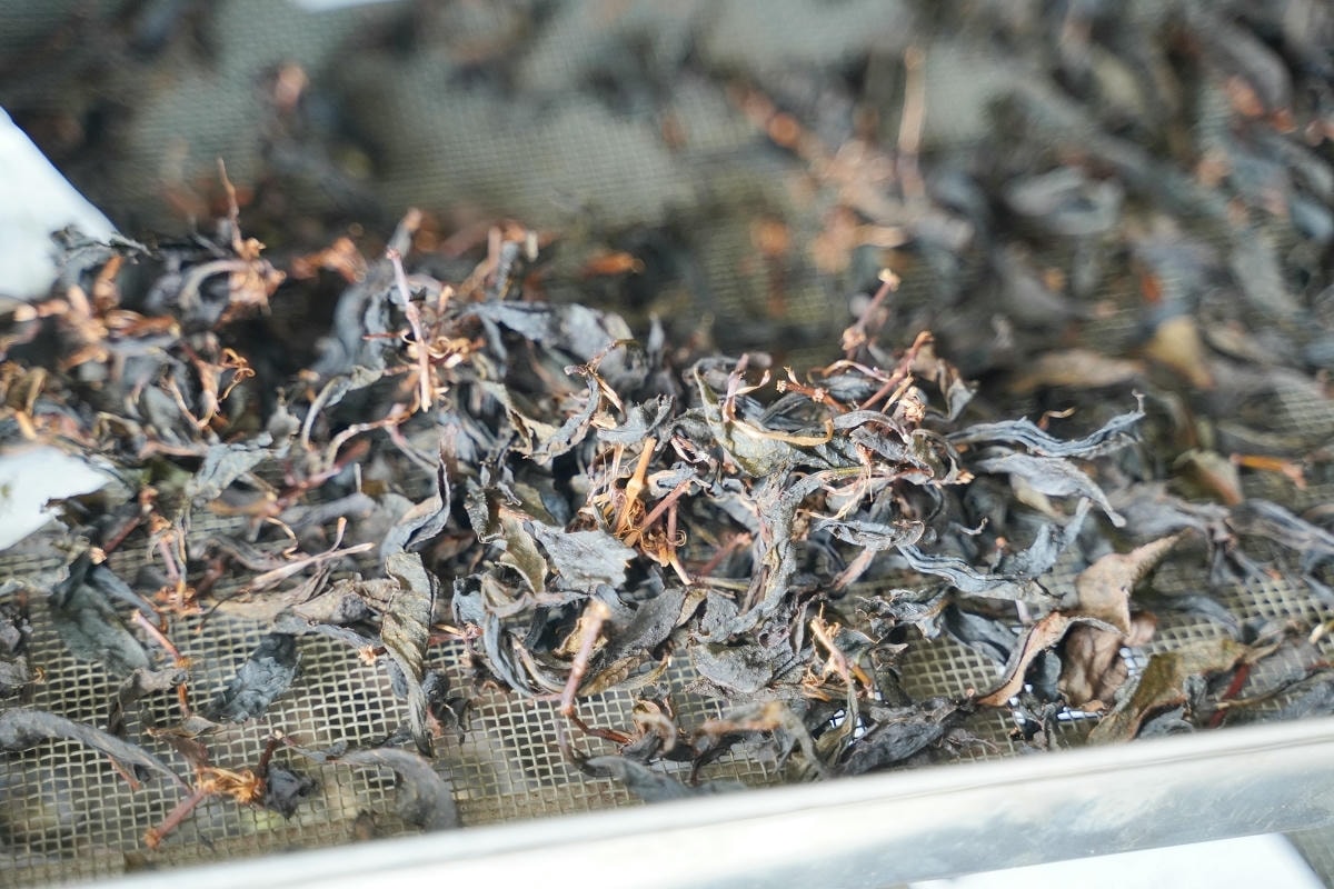 【憨慢茶來旺茶業】南投鹿谷手作DIY體驗課程 手作茶菓子/點茶茶席/手揉紅茶/茶餐餐盒體驗