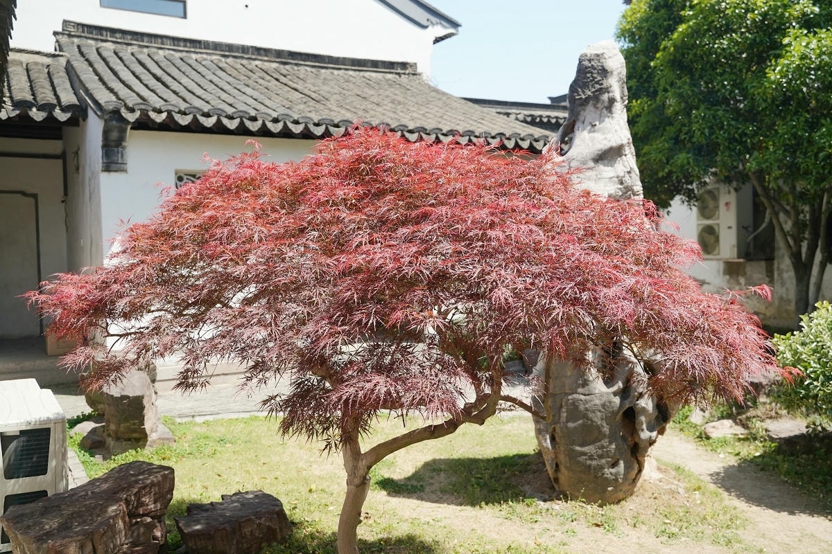 【常熟燕園】建於1780年台灣知府蔣元樞所建 疊石造園名家戈裕良燕谷假山絕作 常熟免費景點