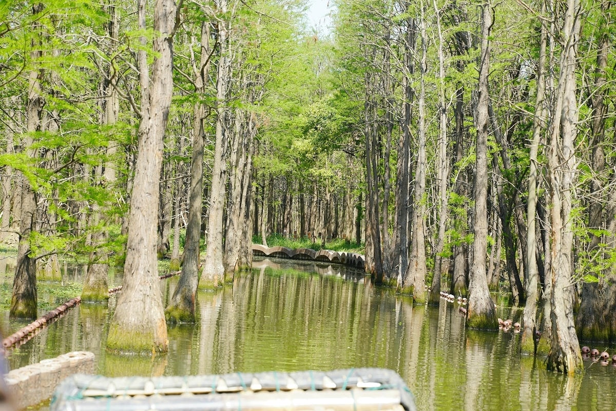 【常熟尚湖風景區】中國首批國家城市濕地公園 弦歌漁樂太公垂釣 竹筏穿行水上森林賞鳥絕佳之地