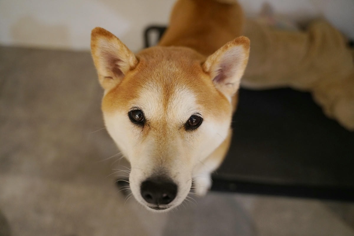 【Wakee! Wakee! 醒醒早午餐】桃園平鎮育達早午餐好選擇 文青風可愛柴犬駐店 - 第4張圖 【Wakee! Wakee! 醒醒早午餐】桃園平鎮育達早午餐好選擇 文青風可愛柴犬駐店