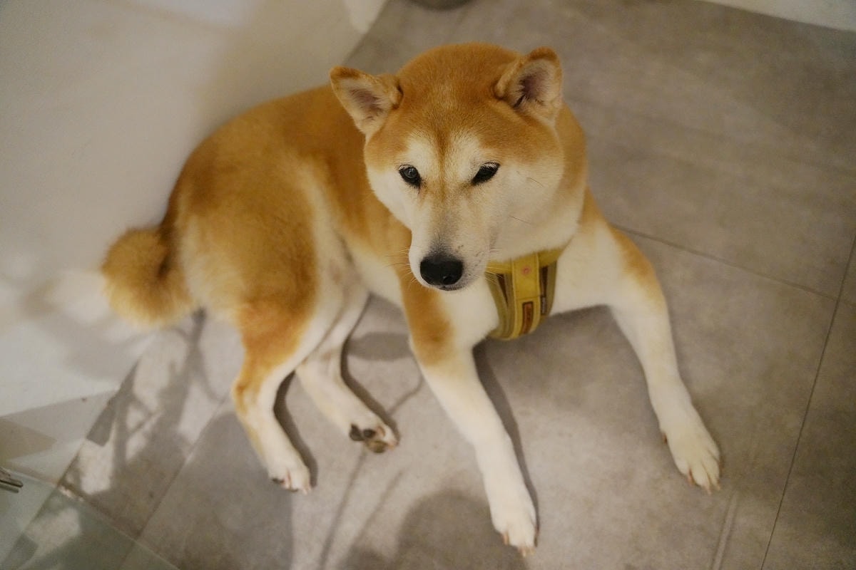 【Wakee! Wakee! 醒醒早午餐】桃園平鎮育達早午餐好選擇 文青風可愛柴犬駐店 - 第5張圖 【Wakee! Wakee! 醒醒早午餐】桃園平鎮育達早午餐好選擇 文青風可愛柴犬駐店