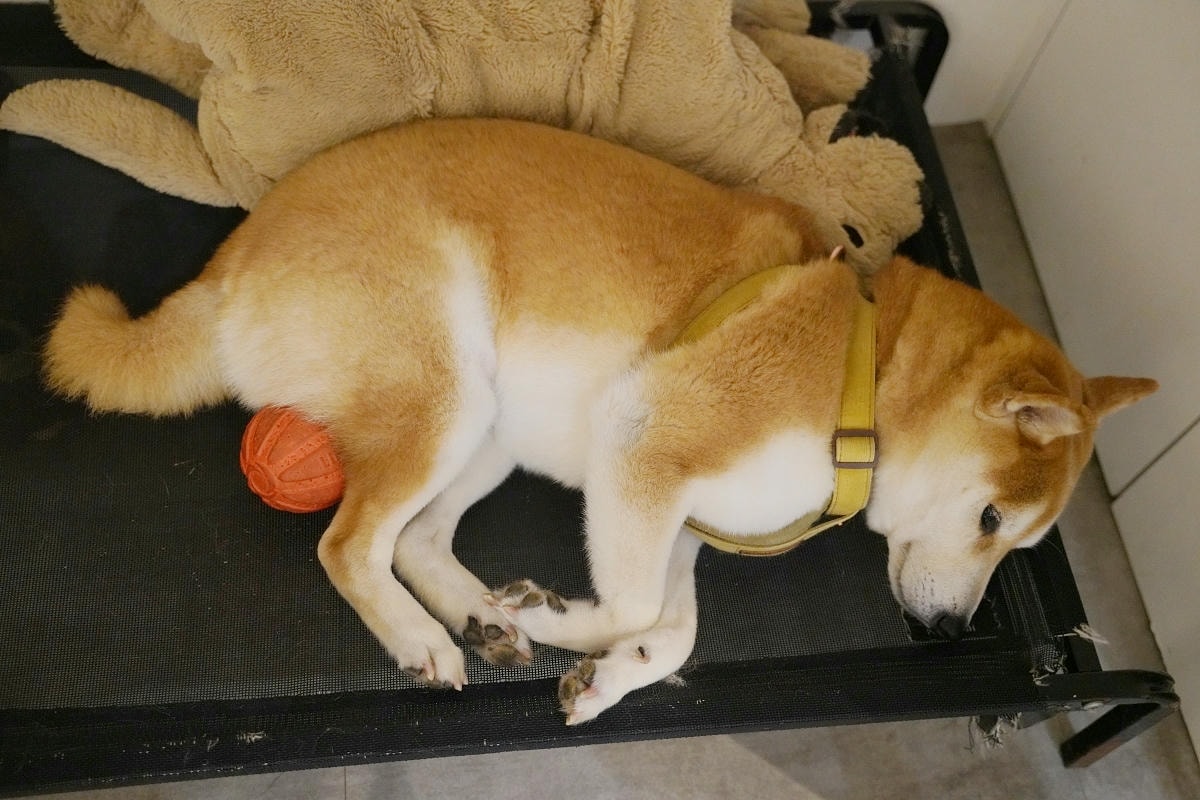 【Wakee! Wakee! 醒醒早午餐】桃園平鎮育達早午餐好選擇 文青風可愛柴犬駐店 - 第6張圖 【Wakee! Wakee! 醒醒早午餐】桃園平鎮育達早午餐好選擇 文青風可愛柴犬駐店