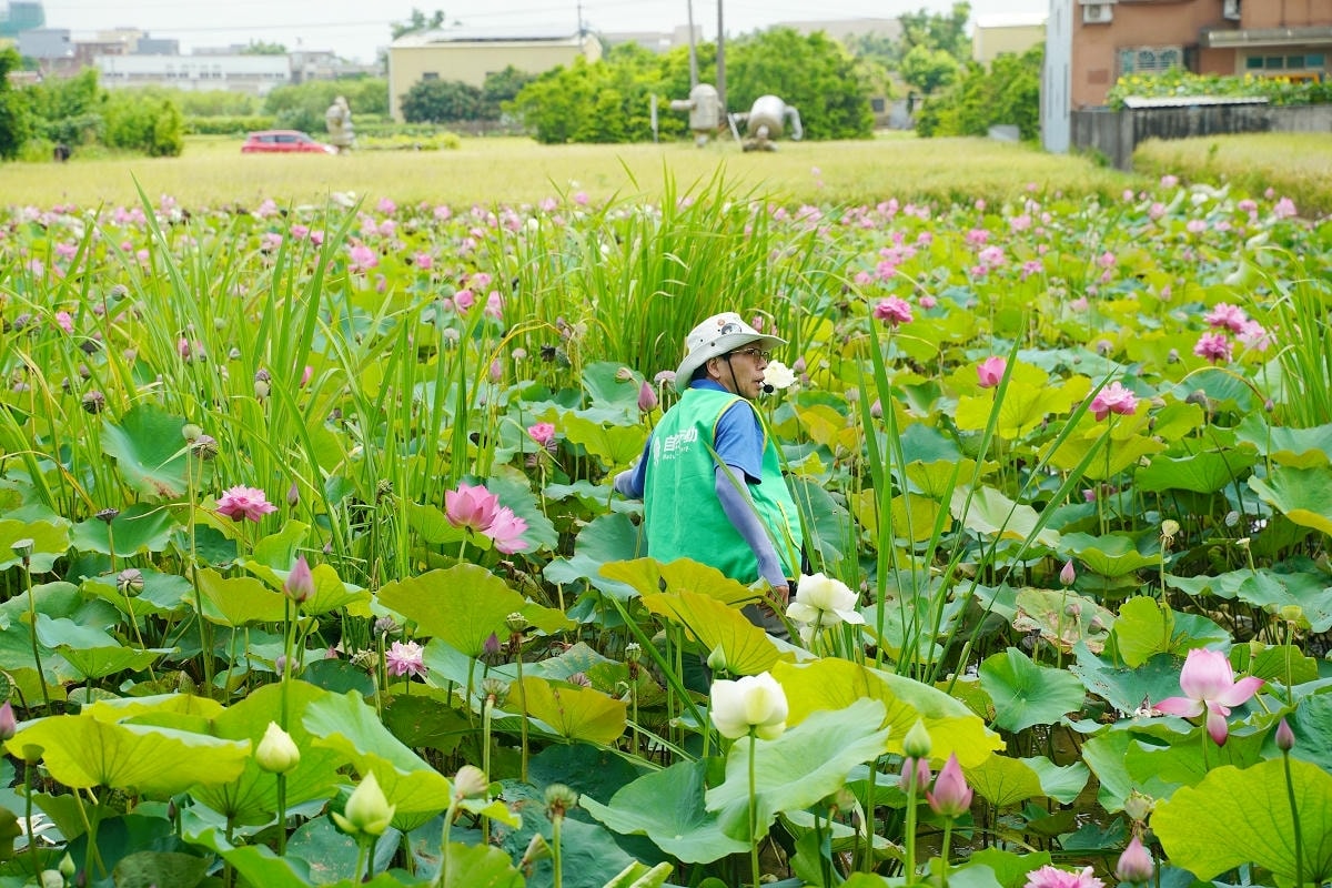 【自然行動】蓮子採收獨角仙生態體驗營 埔頂農村生活體驗園區 桃園農事體驗/親子生態教育推薦 - 第13張圖 【自然行動】蓮子採收獨角仙生態體驗營 埔頂農村生活體驗園區 桃園農事體驗/親子生態教育推薦