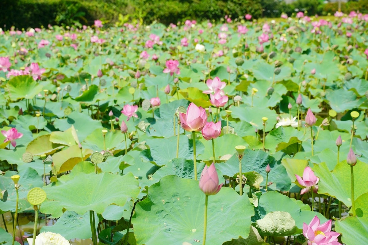 【自然行動】蓮子採收獨角仙生態體驗營 埔頂農村生活體驗園區 桃園農事體驗/親子生態教育推薦 - 第14張圖 【自然行動】蓮子採收獨角仙生態體驗營 埔頂農村生活體驗園區 桃園農事體驗/親子生態教育推薦