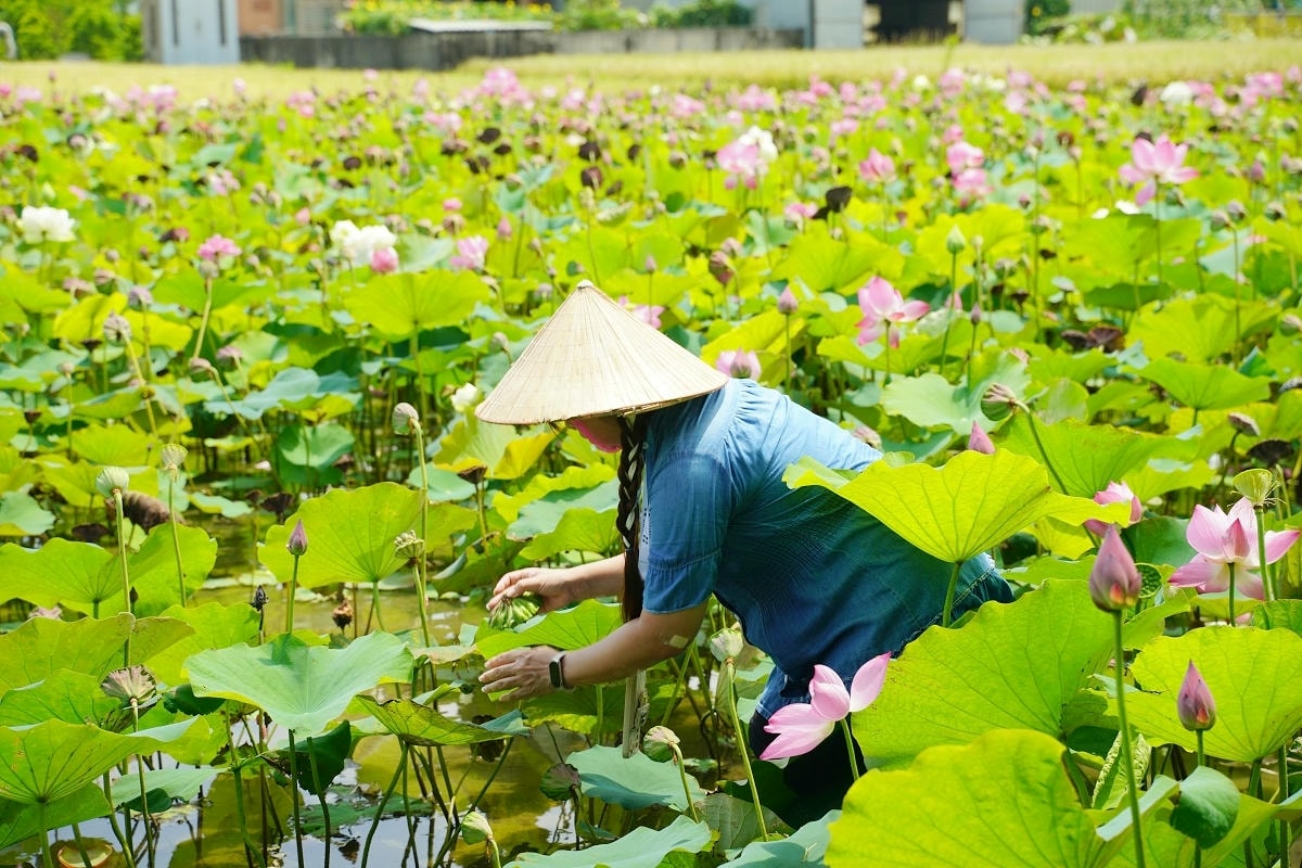 【自然行動】蓮子採收獨角仙生態體驗營 埔頂農村生活體驗園區 桃園農事體驗/親子生態教育推薦 - 第15張圖 【自然行動】蓮子採收獨角仙生態體驗營 埔頂農村生活體驗園區 桃園農事體驗/親子生態教育推薦