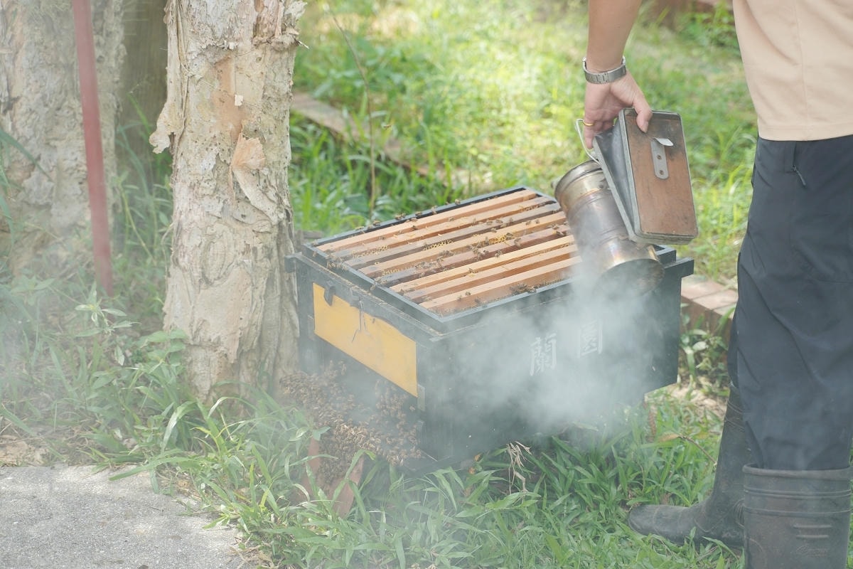 【蘭園養蜂場蜜境生態園區】桃園新屋蜜蜂生態園區 蜜蜂生態導覽/親子手作DIY/小小蜂農體驗