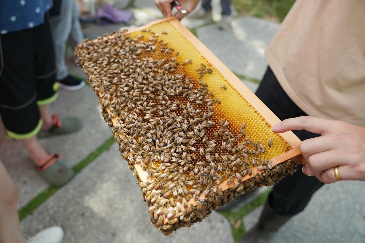 【蘭園養蜂場蜜境生態園區】桃園新屋蜜蜂生態園區 蜜蜂生態導覽/親子手作DIY/小小蜂農體驗