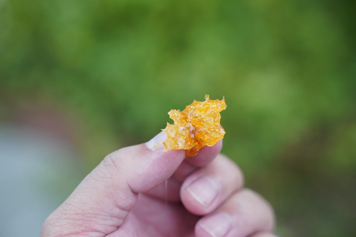 【蘭園養蜂場蜜境生態園區】桃園新屋蜜蜂生態園區 蜜蜂生態導覽/親子手作DIY/小小蜂農體驗