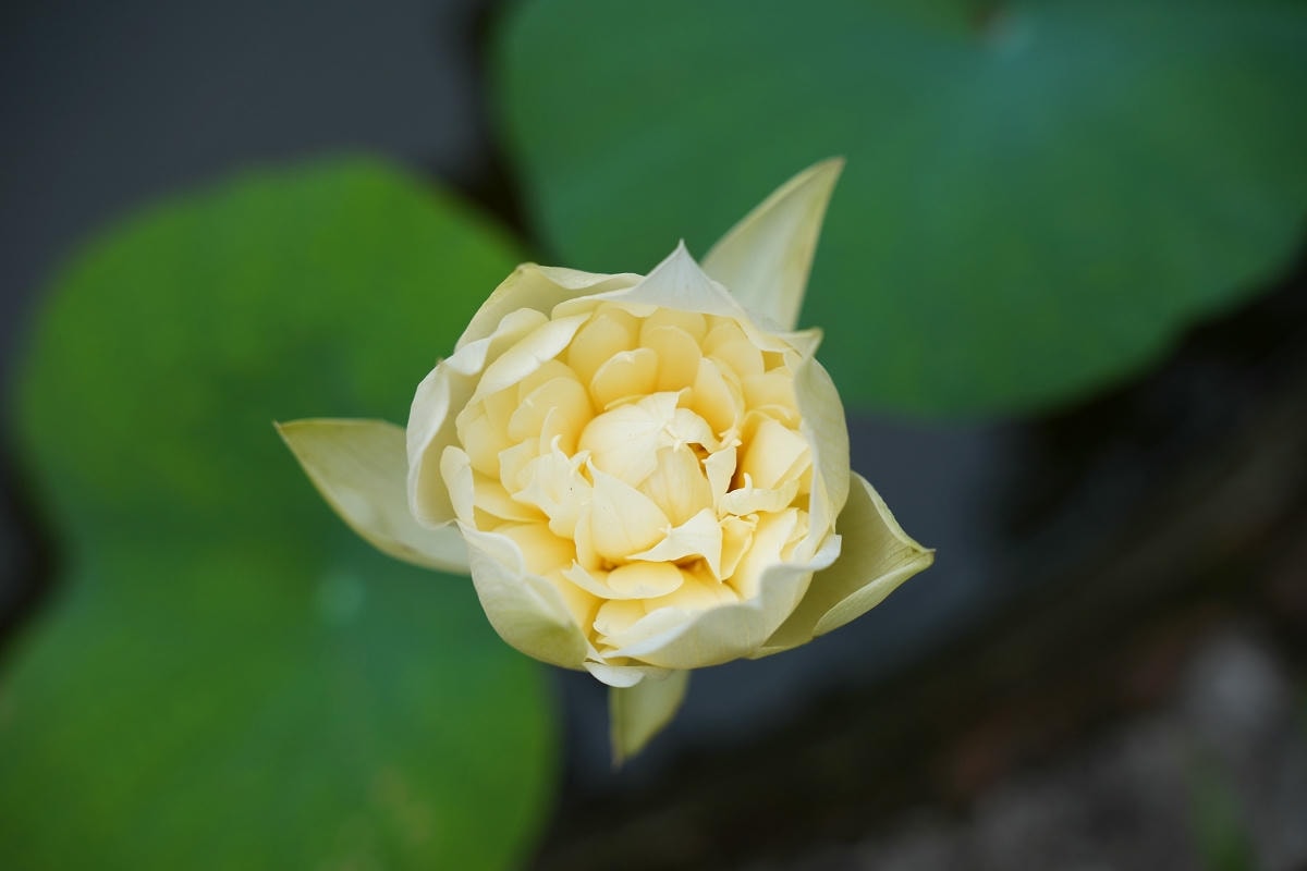 【蓮荷園休閒農場】夏日限定大王蓮水上漂 唯美蓮池盪鞦韆自然景觀藝術 稻草按摩棒DIY體驗