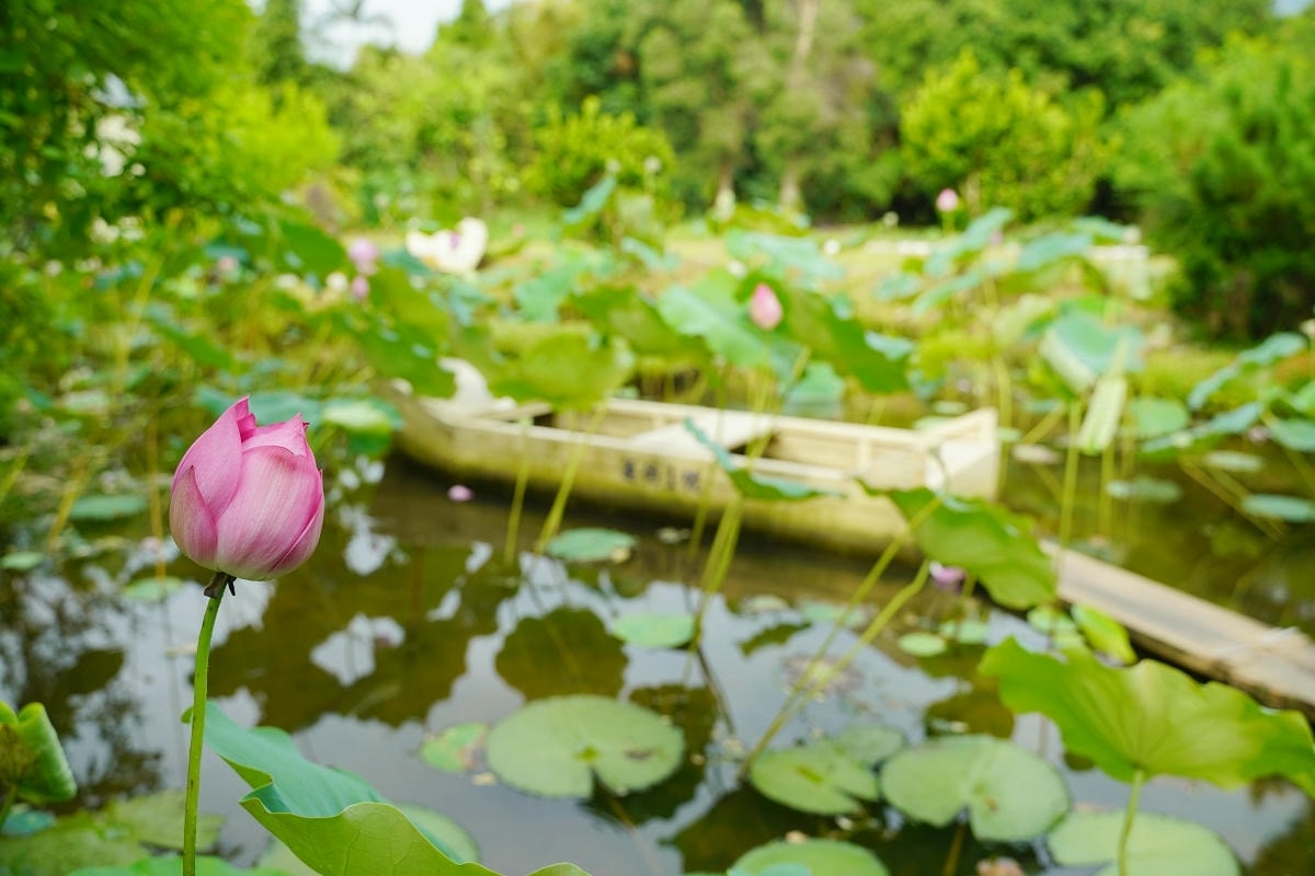 【蓮荷園休閒農場】夏日限定大王蓮水上漂 唯美蓮池盪鞦韆自然景觀藝術 稻草按摩棒DIY體驗