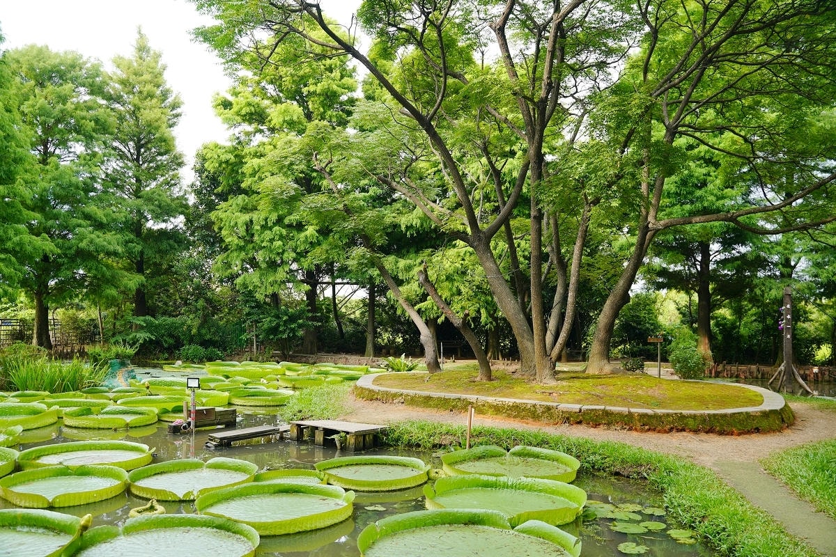 【蓮荷園休閒農場】夏日限定大王蓮水上漂 唯美蓮池盪鞦韆自然景觀藝術 稻草按摩棒DIY體驗