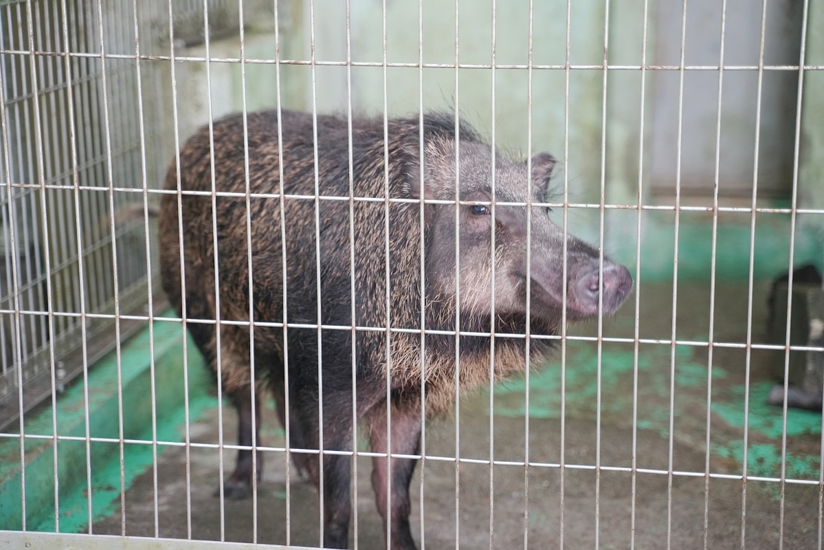 【沖繩兒童王國】沖繩親子景點首選 動物園/遊樂園/博物館三大主題 沖繩唯一兒童博物館 - 第15張圖 【沖繩兒童王國】沖繩親子景點首選 動物園/遊樂園/博物館三大主題 沖繩唯一兒童博物館