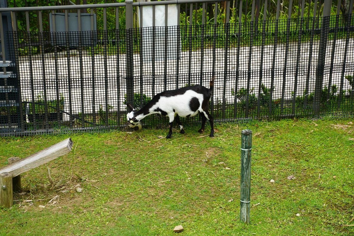 【沖繩兒童王國】沖繩親子景點首選 動物園/遊樂園/博物館三大主題 沖繩唯一兒童博物館 - 第18張圖 【沖繩兒童王國】沖繩親子景點首選 動物園/遊樂園/博物館三大主題 沖繩唯一兒童博物館