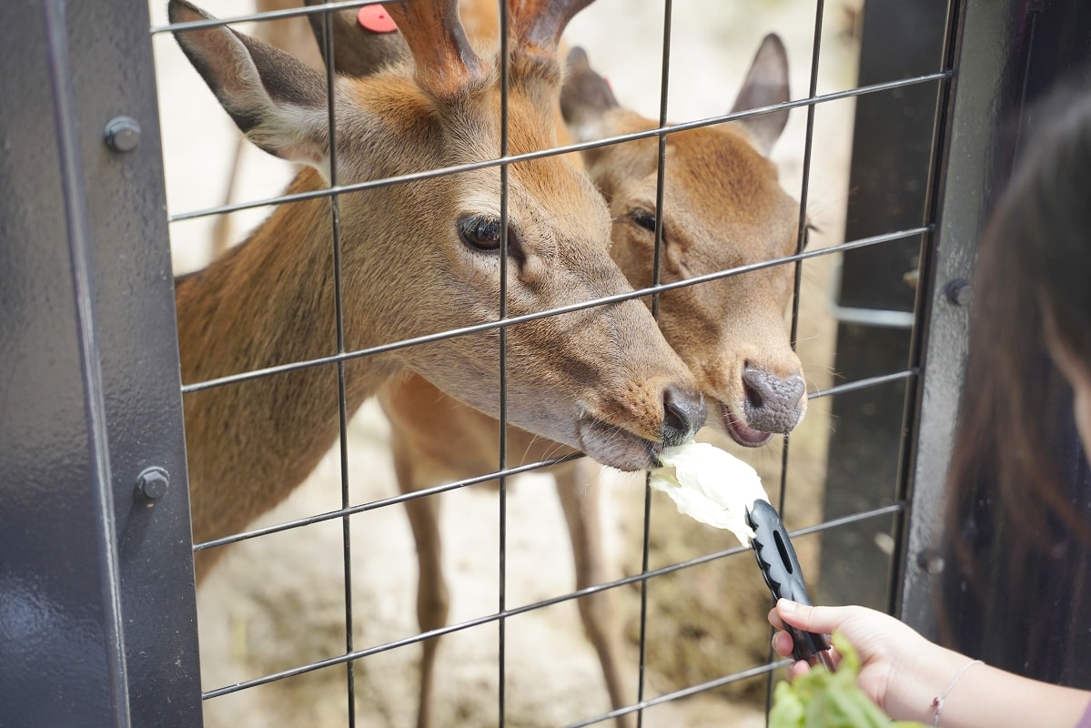 【沖繩兒童王國】沖繩親子景點首選 動物園/遊樂園/博物館三大主題 沖繩唯一兒童博物館 - 第25張圖 【沖繩兒童王國】沖繩親子景點首選 動物園/遊樂園/博物館三大主題 沖繩唯一兒童博物館