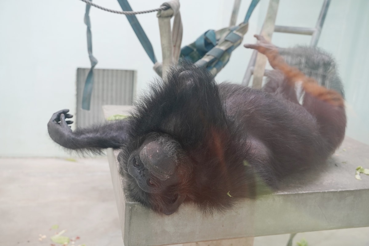 【沖繩兒童王國】沖繩親子景點首選 動物園/遊樂園/博物館三大主題 沖繩唯一兒童博物館