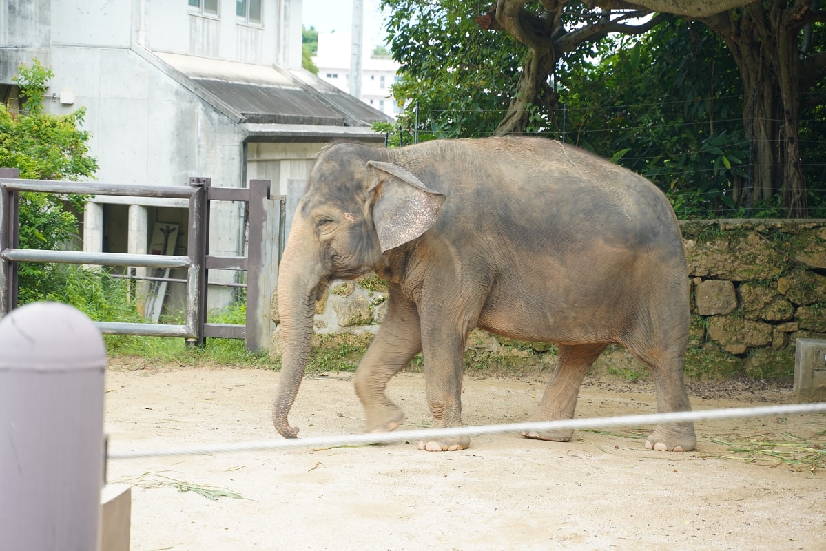 【沖繩兒童王國】沖繩親子景點首選 動物園/遊樂園/博物館三大主題 沖繩唯一兒童博物館