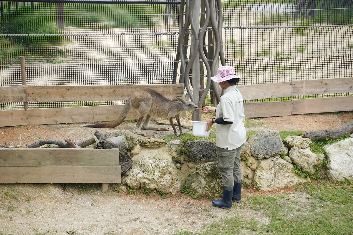 【沖繩兒童王國】沖繩親子景點首選 動物園/遊樂園/博物館三大主題 沖繩唯一兒童博物館 - 第30張圖 【沖繩兒童王國】沖繩親子景點首選 動物園/遊樂園/博物館三大主題 沖繩唯一兒童博物館