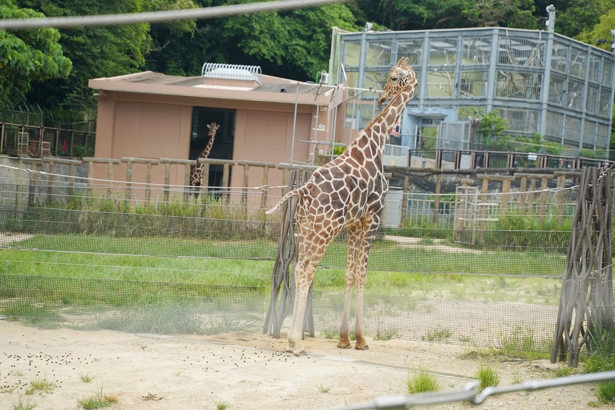 【沖繩兒童王國】沖繩親子景點首選 動物園/遊樂園/博物館三大主題 沖繩唯一兒童博物館 - 第31張圖 【沖繩兒童王國】沖繩親子景點首選 動物園/遊樂園/博物館三大主題 沖繩唯一兒童博物館