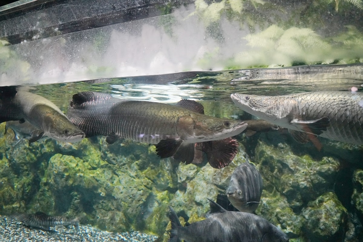 【DMM Kariyushi水族館】沖繩室內親子景點首選 餵食動物互動超好玩 近那霸機場