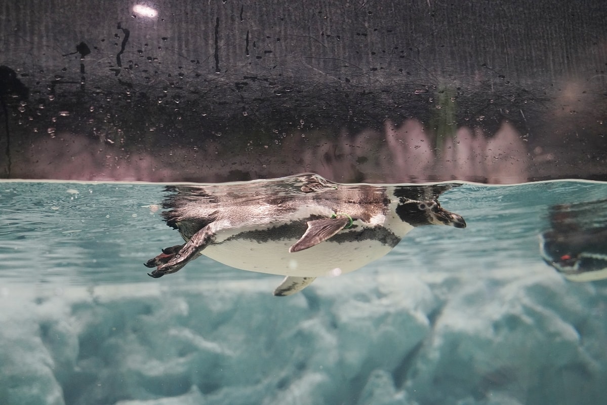 【DMM Kariyushi水族館】沖繩室內親子景點首選 餵食動物互動超好玩 近那霸機場