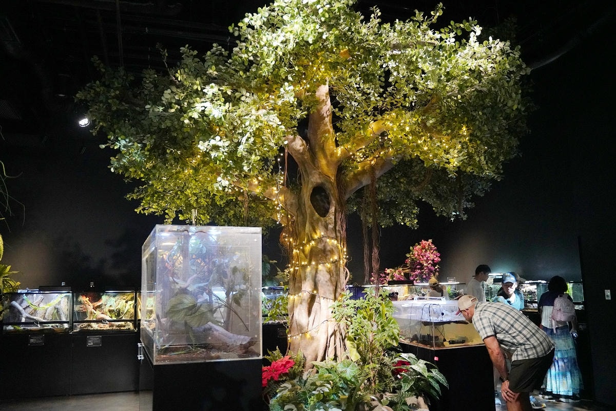 【DMM Kariyushi水族館】沖繩室內親子景點首選 餵食動物互動超好玩 近那霸機場