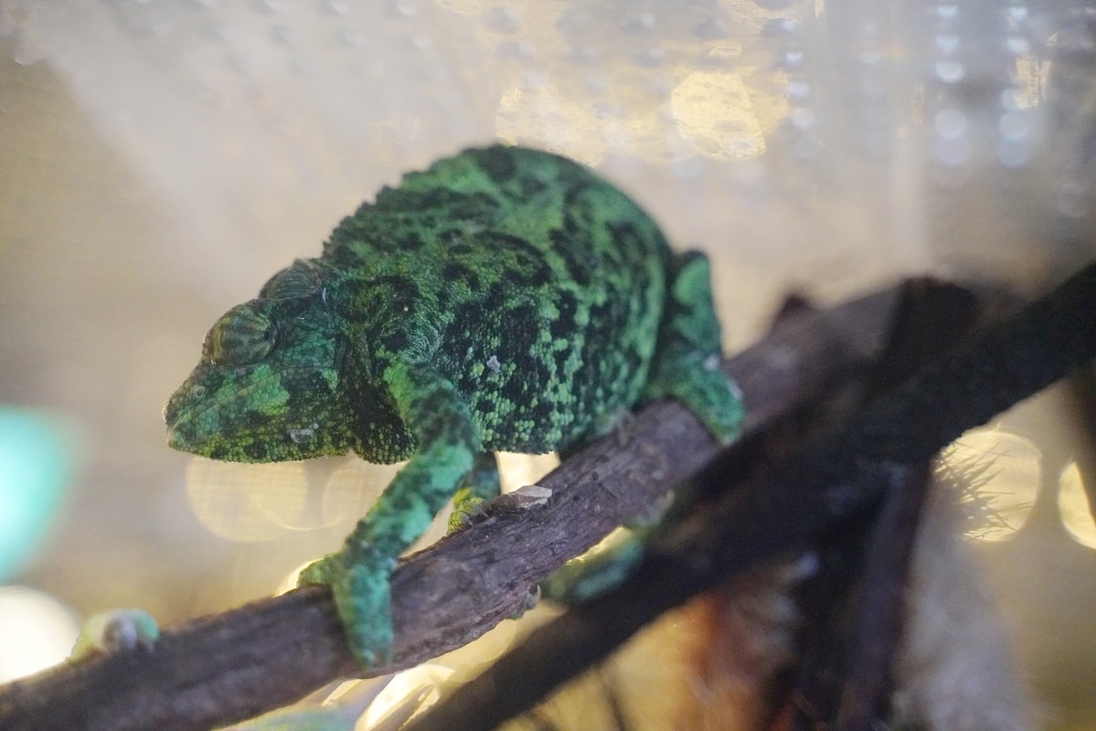 【DMM Kariyushi水族館】沖繩室內親子景點首選 餵食動物互動超好玩 近那霸機場